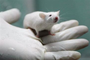 استفاده از نرم افزار شبیه ساز حیوانات آزمایشگاهی در امر آموزش